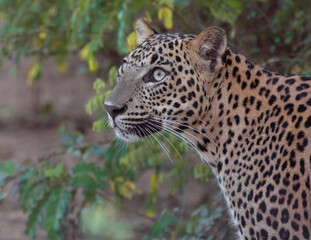 Leopard looking; leopard cub staring; Yala Leopards; leopard cub	