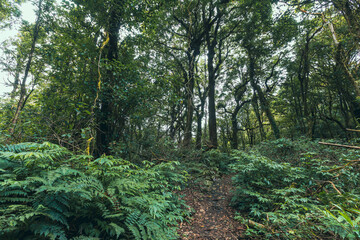 high mountain forest in thailand