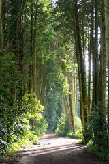 A beautiful and secluded forest path with trees