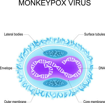 Monkeypox virus. Anatomy of Orthopoxvirus virus. Structure of Virion.