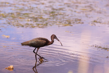 Lonely Ibis in the swamp....