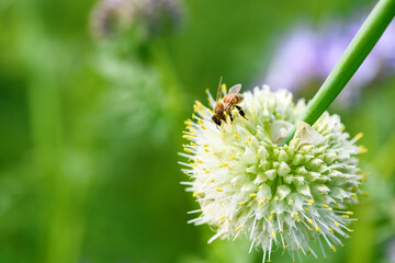 Bee and flower. Close up of a large striped bee collects pollen from an onion flower on a green background. Summer and spring backgrounds