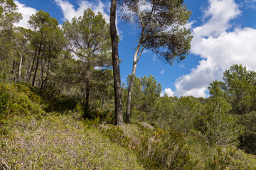 Pinar de Gracia, Llucmajor, Mallorca, balearic islands, spain, europe