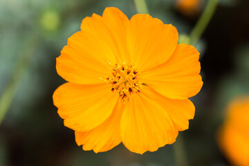 cosmos flowers in the garden