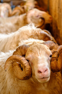 carnero de raza mallorquina, finca Es Bosch Vell, Santa Margalida, Mallorca, balearic islands, spain, europe