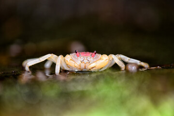 freshwater crab