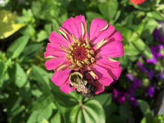 bee on pink flower