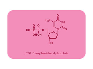 dTDP Deoxythymidine diphosphate Nucleoside molecular structure diagram on white background. DNA and RNA building block consisting of nitrogenous base, sugar and phosphate.