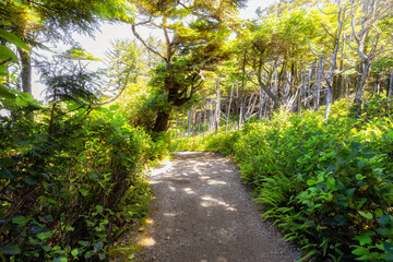 Fototapeta na wymiar Hiking Path surrounded by lush green trees and bushes in the Morning. Ancient Cedars Loop Trail. Ucluelet, British Columbia, Canada. Adventure Travel.