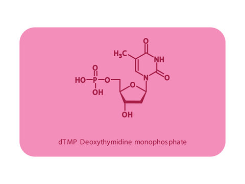 dTMP Deoxythymidine monophosphate Nucleotide molecular structure diagram on white background. DNA and RNA building block consisting of nitrogenous base, sugar and phosphate.