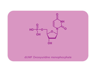 dUMP Deoxyuridine monophosphate Nucleotide molecular structure diagram on white background. DNA and RNA building block consisting of nitrogenous base, sugar and phosphate.