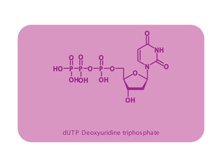 dUTP Deoxyuridine triphosphate Nucleoside molecular structure diagram on white background. DNA and RNA building block consisting of nitrogenous base, sugar and phosphate.