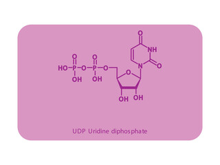 UDP Uridine diphosphate Nucleoside molecular structure diagram on white background. DNA and RNA building block consisting of nitrogenous base, sugar and phosphate.