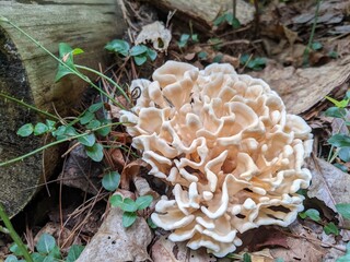 Eastern Cauliflower mushroom © Joseph