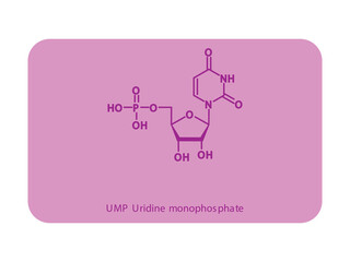UMP Uridine monophosphate Nucleotide molecular structure diagram on white background. DNA and RNA building block consisting of nitrogenous base, sugar and phosphate.