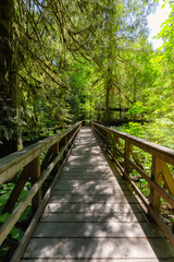 Fototapeta premium Trail in Lush Green Rain Forest in Pacific Northwest. MacMillan Provincial Park, Vancouver Island, BC, Canada. Nature Background