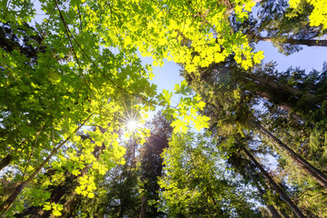 Lush Green Rain Forest in Pacific Northwest. MacMillan Provincial Park, Vancouver Island, BC, Canada. Nature Background