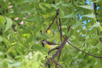 crimson backed sunbird Female on green tree branch