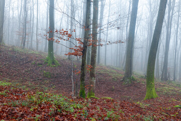Foggy autumn season beech woods with red leaves.