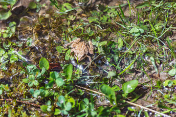 Naklejka na ściany i meble Brown frog sitting on leaves in a pond on a sunny day