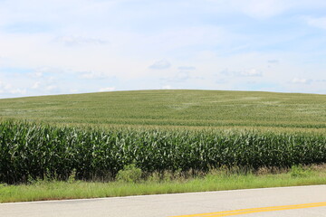 Cornfields and Farming