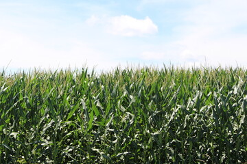 Cornfields and Farming