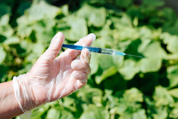 GMO food, genetically modified vegetable dna, biotechnology concept. Close-up of doctor's chemist's hand in glove holding syringe with vaccine against backdrop ofvegetable garden outdoors