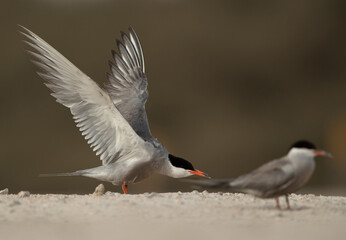 White-cheeked Tern stretching its wings to fly, Bahrain