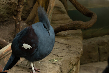 Blue-crowned Pigeon
