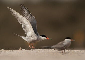 White-cheeked Tern takeoff at Sanad, Bahrain