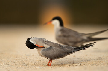 White-cheeked Tern preening at Sanad, Bahrain