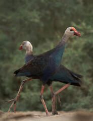 A pair of Grey-headed Swamphen at Asker Marsh, Bahrain