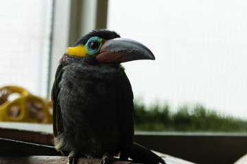 Guyana Toucanet