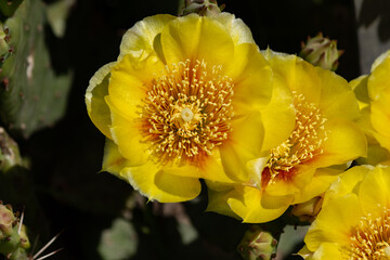 Prickly Pear Flower
