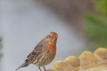 Haemorhous mexicanus common house finch shows off a bright orange breast at the community bird bath