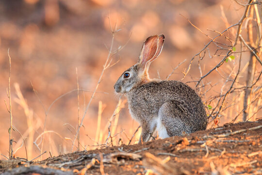 Hare