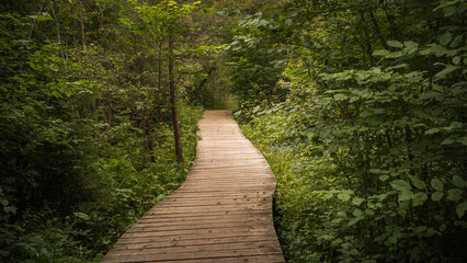 Obraz premium Direct road for tourists made of boards in the forest. plank forest trail