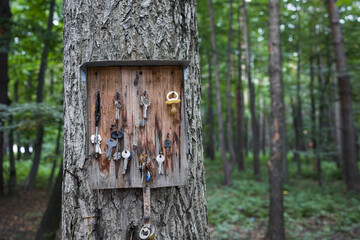 Lost car and home keys on tree . Special place for lost objects . Copy space