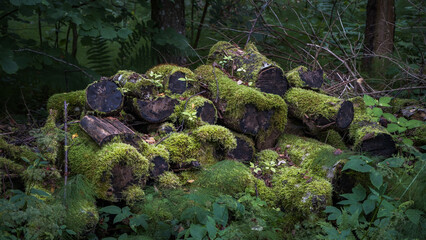 Stacked moss covered tree trunks in the forest. Planned forestry maintenance logging.