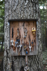 Lost car and home keys on tree . Special place for lost objects . Vertical shot