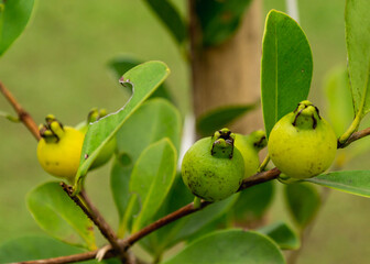 fruits on tree