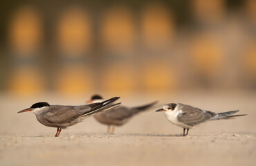 White-cheeked terns perched on the ground, Bahrain