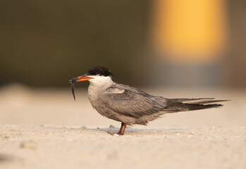 White-cheeked tern holding a fish, Bahrain