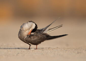 White-cheeked tern perched on the ground and preening, Bahrain