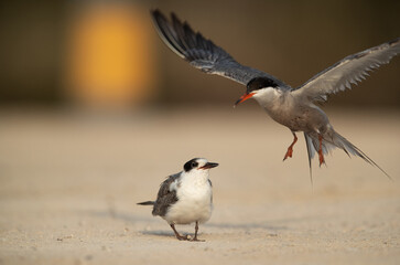 White-cheeked tern juvenile runing towards mother for food, Bahrain