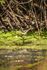 Bird over the branch prepared for taking a bath