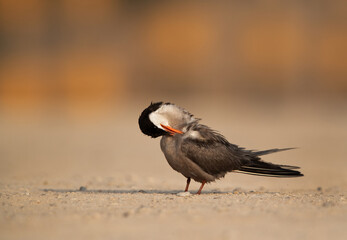 Closeup of a White-cheeked tern preening, Bahrain