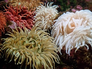 Naklejka na ściany i meble red, white and grey sea anemone