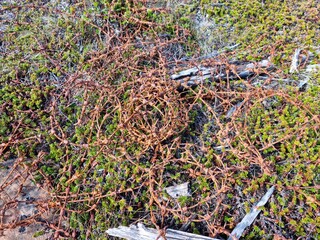 barbwire remains from world war 2 in finnmark, northern norway