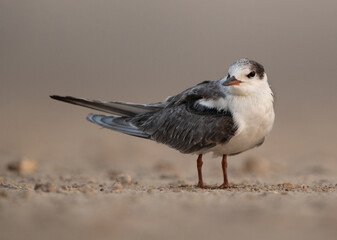 Closeup of a White-cheeked tern juvenile, Bahrain